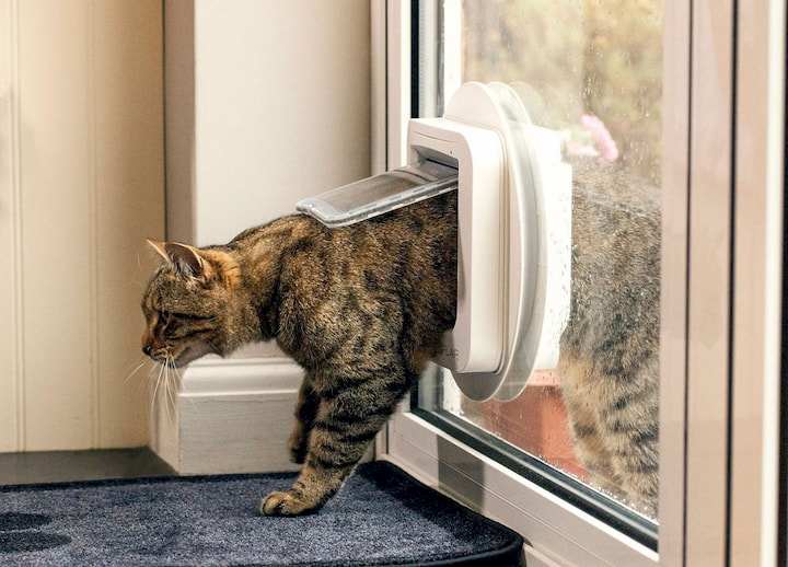 cat going through the pet door
