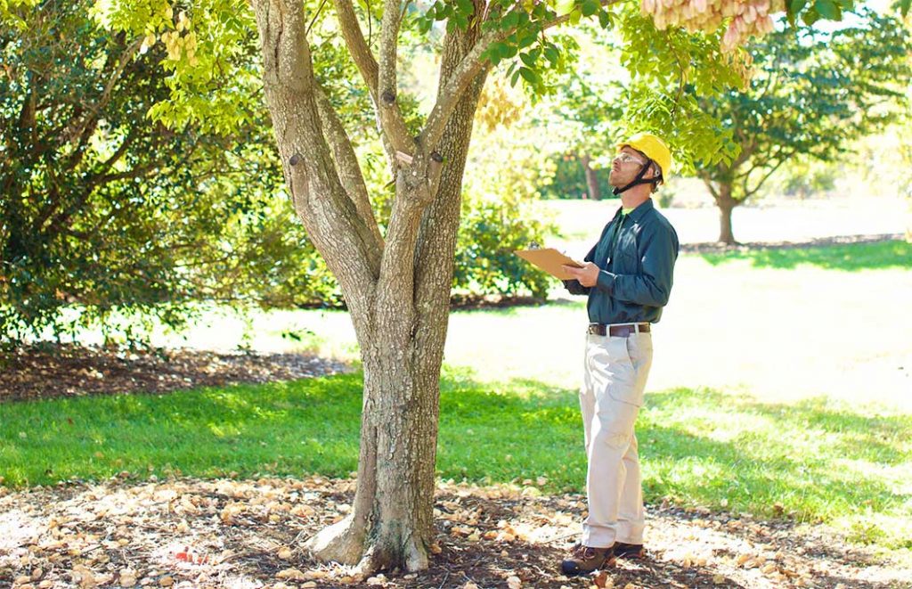 arborist tree assessment