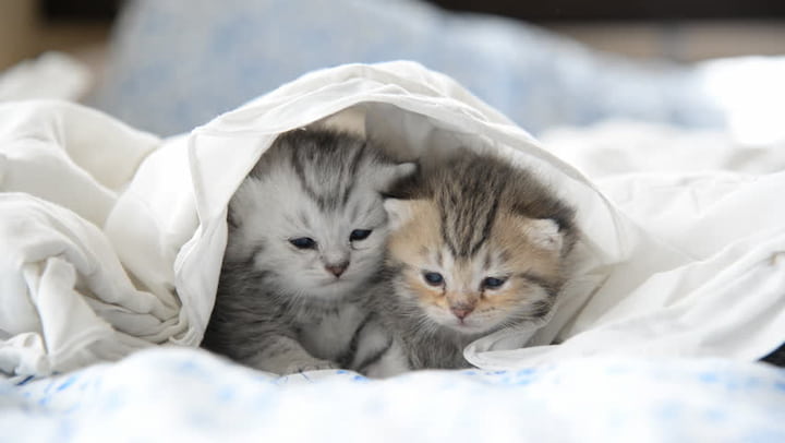 kitties under the blanket
