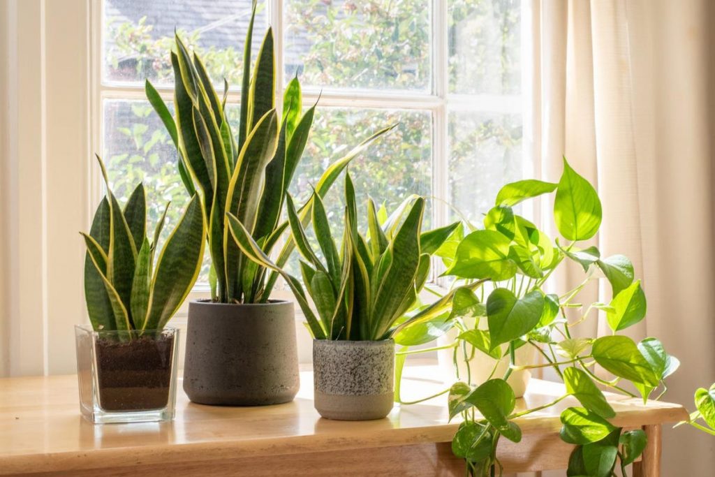No matter the size of your living room, it’s never too small for a couple of indoor plants. These décor pieces not only soothe your eyes and calm your mind, but also provide health benefits. Studies have shown that plants have an almost meditative effect on the brain, while the sole use of the green colour in interior design is proven to relieve stress. On the other hand, plants purify your indoor air, eliminating harmful pollutants and protecting your health.
