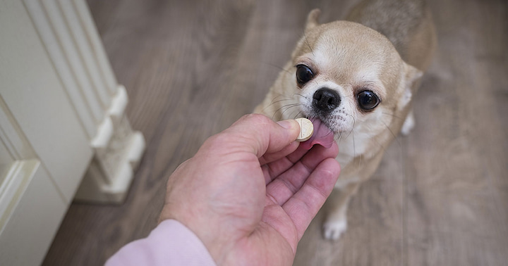 giving pills to dog