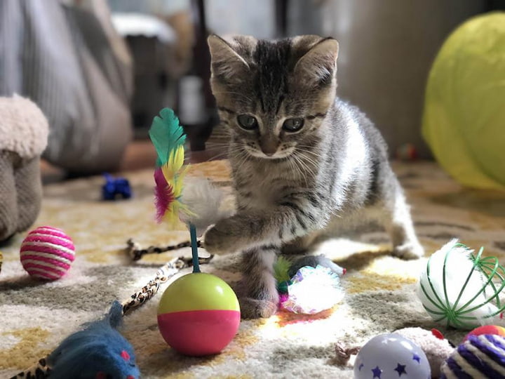 cat and its toys