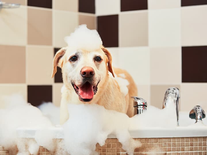 dog's shampoo