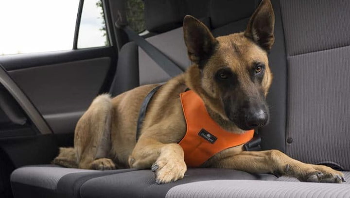 dog seatbelt